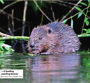  ?? Bevis Watts/Avon Wildlife Trust ?? A feeding yearling beaver