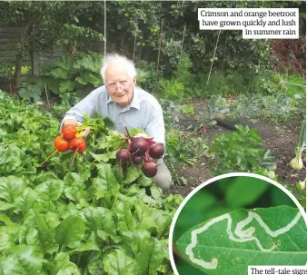  ??  ?? Crimson and orange beetroot have grown quickly and lush in summer rain