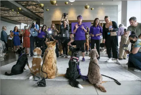  ?? AP PHOTO/TED SHAFFREY ?? News media members with cameras take photos of dogs at a Westminste­r Kennel Club dog show preview event along with canine handlers in New York, Thursday, June 16, 2022.