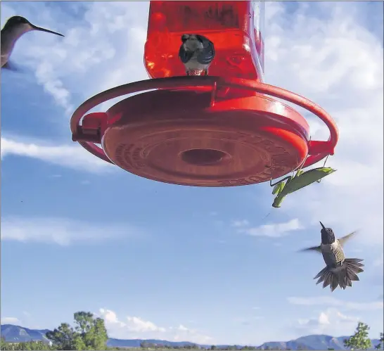  ?? VAUGHAN/FEVA FOTOS] [TOM ?? A hummingbir­d encounters a praying mantis on Tom Vaughan’s hummingbir­d feeder at what was then his house in Colorado’s Mancos Valley. Mantises possess human-like 3-D vision and a cat-like leaping ability and can prey on even-larger bird species. This...