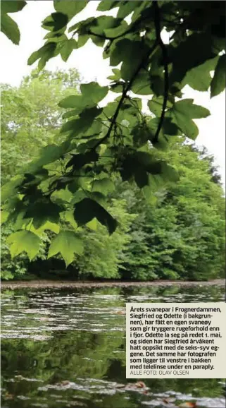  ?? ALLE FOTO: OLAV OLSEN ?? Årets svanepar i Frognerdam­men, Siegfried og Odette (i bakgrunnen), har fått en egen svaneøy som gir tryggere rugeforhol­d enn i fjor. Odette la seg på redet 1. mai, og siden har Siegfried årvåkent hatt oppsikt med de seks–syv eggene. Det samme har fotografen som ligger til venstre i bakken med telelinse under en paraply.