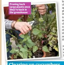  ??  ?? Pruning back large plants once they’re back in the greenhouse