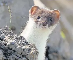  ??  ?? Stoats are naturally inquisitiv­e creatures