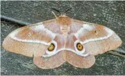  ?? /Benard Dupont/Wikimedia Commons ?? Metamorpho­sis: The Emperor moth emerges from its soup-like existence in a pupa.