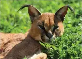  ??  ?? John and Louise Sykes came across a rare caracal on their trip to Africa. This one is actually at a zoo in the UK