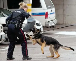  ?? CLIFFORD SKARSTEDT ?? Const. Tim Fish handles new police dog Wolfe with help from Const. Alicia Mcgriskin on Thursday outside the police station on Water St. Wolfe helped make an arrest in his first shift with the force on Wednesday.