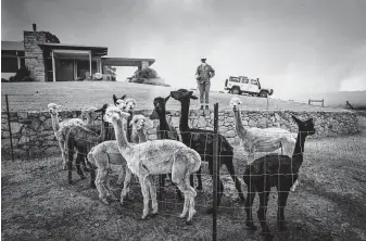  ?? Photos by Matthew Abbott / New York Times ?? Jill Rose cools off her alpacas as a wildfire rages Saturday near Tomerong, Australia. The nation’s fire season started earlier and has been especially ferocious.