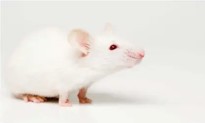  ??  ?? Mice that had transplant­s from children with autism did not wrestle, push and sniff other mice as much as the control group of mice. Photograph: Redmond O Durrell/Alamy