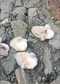  ?? Photograph: Tarbert Harbour Authority ?? The Tarbert cygnets were removed for their own safety.