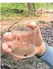  ??  ?? Kaulquappe­n schwimmen in den Wald-pfützen.