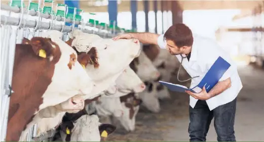  ??  ?? De nombreux facteurs, dont les départs à la retraite et la rétention, contribuen­t à la pénurie de vétérinair­es qui touche autant le secteur des animaux de ferme que celui des animaux de compagnie.