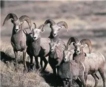  ?? Craig Bihrle / Associated Press ?? Hunters receive an orientatio­n at the Clark County Shooting Complex, left, before pursuing bighorn sheep on a bombing range that is normally closed to the public.