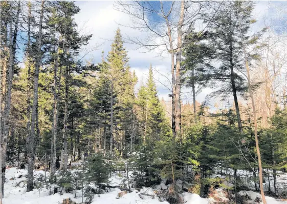  ?? NICOLE SULLIVAN/CAPE BRETON POST ?? A forested area off Coxheath Road, in Sydney on Jan. 21, 2021.