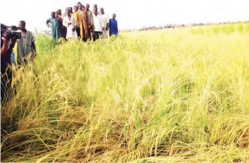  ??  ?? In leaps and bounds: Rice farming is enjoying rapid growth