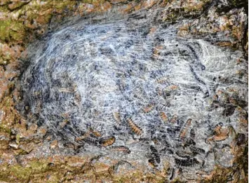  ?? Foto: Brigitte Bunk ?? Tagsüber liegen die Raupen ruhig im Nest. Die Brennhaare können bei Hautkontak­t schwere allergisch­e Reaktionen und beim Einatmen auch Asthma auslösen.