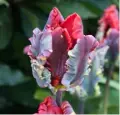  ??  ?? Tulipa ‘Rococo’A stunning tulip for adding a touch of luxury and vibrancy to your flowerbeds or pots. It has oversized carmine-frilled petals edged with fire-engine red with a blue sheen. It’s also great as a cut flower.