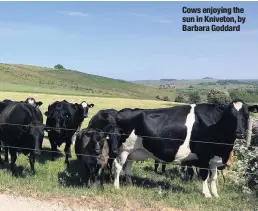  ??  ?? Cows enjoying the sun in Kniveton, by Barbara Goddard