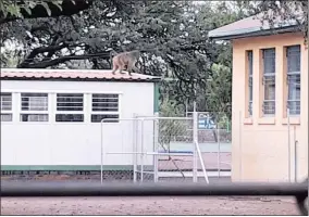  ??  ?? NUISANCE: A baboon on the roof of the Kathu Primary School. Picture: Supplied