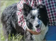  ??  ?? Rex, a two-year-old Border Collie, is being trained by Jared
Epp to herd sheep in Meewasin’s conservati­on areas.