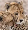  ?? ?? Gepardinne­n kümmern sich liebevoll um ihren Nachwuchs