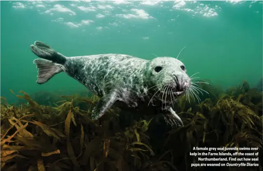  ??  ?? A female grey seal juvenile swims over kelp in the Farne Islands, off the coast of Northumber­land. Find out how seal pups are weaned on Countryfil­e Diaries