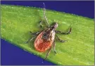  ?? (CDC via AP) ?? This photo provided by the U.S. Centers for Disease Control and Prevention (CDC) shows a blacklegge­d tick, also known as a deer tick.