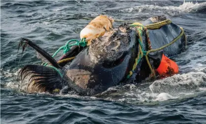  ?? Photograph: Nature Picture Library/Alamy ?? A North Atlantic right whale severely entangled in fishing gear. The rope has damaged the whale’s baleen, hindering its ability to feed.