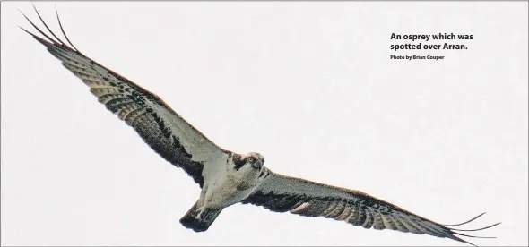  ?? Photo by Brian Couper ?? An osprey which was spotted over Arran.