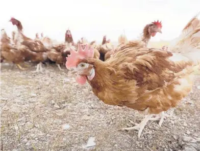  ?? CHARLIE NEIBERGALL/AP 2015 ?? Some farmers wonder if it’s OK that eggs sold as free-range come from chickens kept inside amid a flu outbreak.