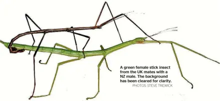  ?? PHOTOS: STEVE TREWICK ?? A green female stick insect from the UK mates with a NZ male. The background has been cleared for clarity.