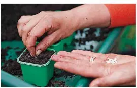  ??  ?? Push seeds edge first into compost to reduce the risk of rotting