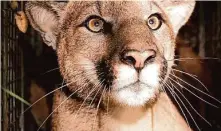  ?? National Park Service ?? The probabilit­y of getting attacked by a cougar is very low — far lower than getting attacked by a domestic dog, officials say.