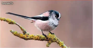  ??  ?? Long-tailed Tit