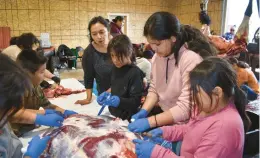  ?? MATTHEW BROWN/AP ?? Children on the Rosebud Indian Reservatio­n help process meat from a bison that was shot and butchered Oct. 14 at the Wolakota Buffalo Range near Spring Creek, S.D.