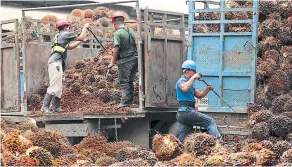  ??  ?? CONTROL. Todos los vehículos que ingresan a Hondupalma proceden de plantacion­es identifica­das y vigiladas por inspectore­s. De este modo, la empresa evita que le mezclen frutas cosechadas en zonas prohibidas. Fotos: Yoseph Amaya