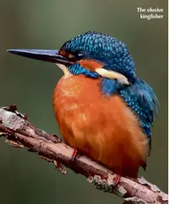  ??  ?? The elusive kingfisher