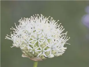  ?? ?? A ‘Mont Blanc’ allium at Arundel Castle, where an allium festival is running