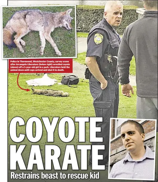  ??  ?? Police in Thornwood, Westcheste­r County, survey scene after Arcangelo Liberatore (below right) wrestled coyote (above) off a 5-year-old girl in a park. Liberatore held the animal down until cops arrived and shot it to death.