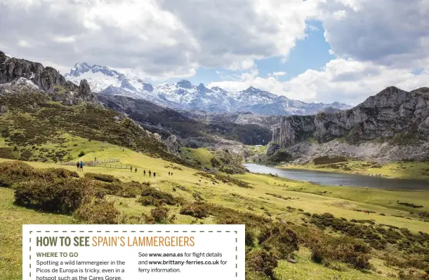  ??  ?? Above: Picos de Europa National Park is popular with hikers and birders, who watch for lammergeie­rs, honey buzzards, Egyptian vultures, golden, Bonelli’s, short-toed and booted eagles.