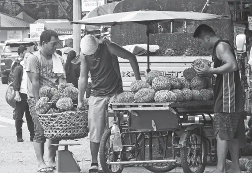  ?? BING GONZALES ?? FRUIT VENDORS in Magsaysay Park weigh the newly unloaded durian fruits as the harvest season for the year have started in time for the Kadayawan Festival.