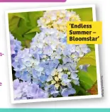  ??  ?? ‘Endless Summer – Bloomstar’