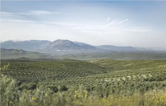  ?? Foto: Junta de Andalucía ?? Deswegen sind wir hier: Die Ruhe als Spektakel in den Olivenmeer­en Córdobas und Jaéns.