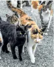  ?? CANADIAN FEDERATION OF HUMANE SOCIETIES ?? A new study on cat overpopula­tion in Canada says more of the pets are being sterilized to reduce unwanted litters, but there are still more cats than people willing to give them homes.