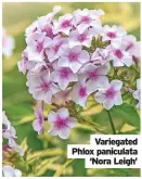  ?? ?? Variegated Phlox paniculata ‘Nora Leigh’