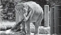  ??  ?? Chai, an Asian elephant, stands last April in her enclosure at the Woodland Park Zoo, in Seattle. Chai’s death in Oklahoma City in January has prompted a Seattle animal welfare group to file a complaint with the Oklahoma State Board of Veterinary Medical Examiners against an Oklahoma City Zoo veterinari­an.