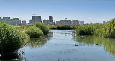  ??  ?? Zhangye National Wetland Park, which serves as the “lungs” of the city and a natural oxygen bar.