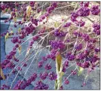  ?? (Special to the Democrat-Gazette/Janet B. Carson) ?? Even before its leaves drop, the berries of Callicarpa americana make a big color statement.
