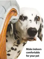  ??  ?? make indoors comfortabl­e for your pet