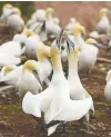  ??  ?? Northern gannets have a fascinatin­g mating ritual that includes shaking their heads side to side.