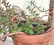  ?? JAN RIGGENBACH ?? A jade plant is easy to care for, provided it’s grown in bright light and watered only when the soil feels dry to the touch.